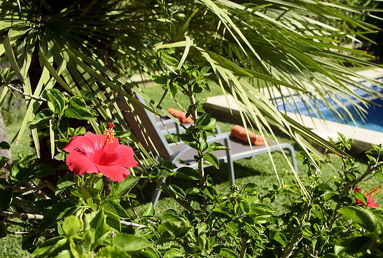 Blumen und Pflanzen am Poolbereich im Garten